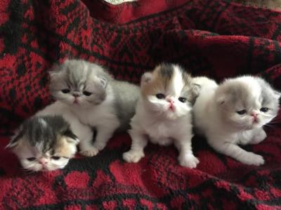 Exotic Shorthair - Exotic - Gallery Photo #1