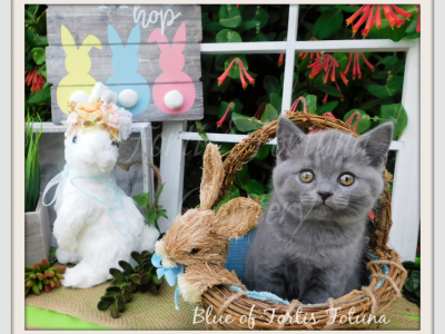 British Shorthair Litter D E And F - British Shorthair - Gallery Photo #1