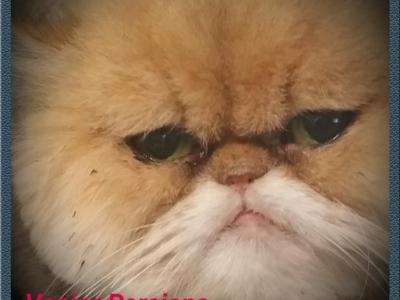 Persian Adoption - Persian - Gallery Photo #1