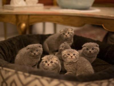 Lavonne Lucielle Scottish Folds - Scottish Fold - Gallery Photo #1