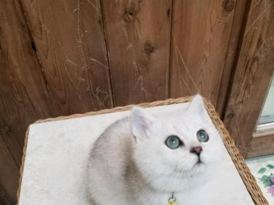 Smiling British Short Hair And  Long Hair Cats - British Shorthair - Gallery Photo #1