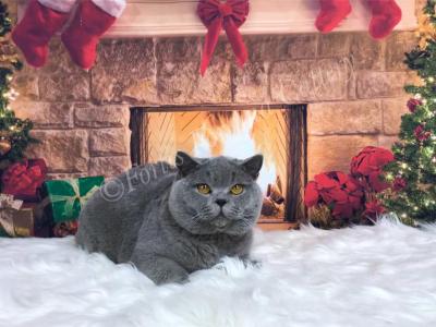 Two Litters In Fall Winter Of 21 - British Shorthair - Gallery Photo #1