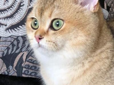 NICHOLAS - British Shorthair - Gallery Photo #1