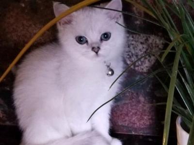 Coral - British Shorthair - Gallery Photo #1