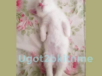 Munchkins Minuets Dollbabies Reserve Yours Now - Munchkin - Gallery Photo #1