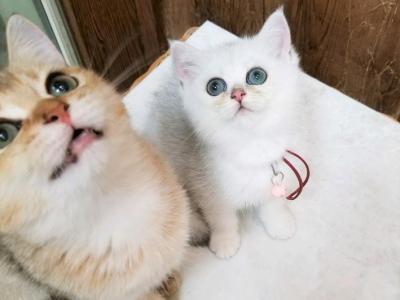 E GUAY - British Shorthair - Gallery Photo #1