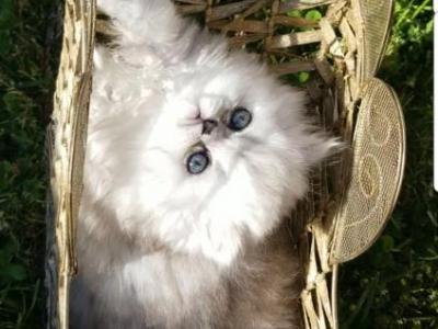 Silver Shaded Chinchilla Dollface Persian Female - Persian - Gallery Photo #1