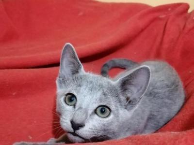 Russian Blue A_Valdemar - Russian Blue - Gallery Photo #1