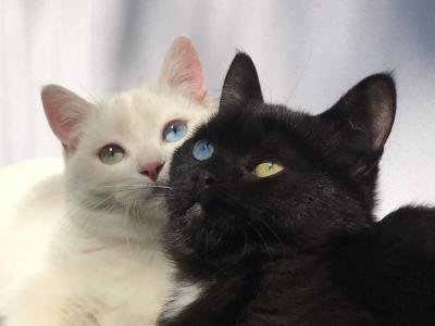 Odd Eyed And Dominent Blue Eyed English Muffins - Munchkin - Gallery Photo #1