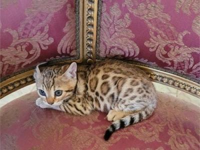 Gorgeous Bengal Kittens Available Now - Bengal - Gallery Photo #1
