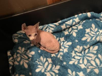 SIMBA Sphynx Pittsburgh Columbus Clevel - Sphynx - Gallery Photo #1