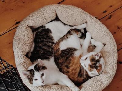 Harry & Betty - American Shorthair - Gallery Photo #1