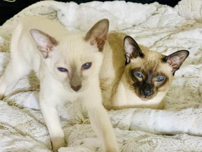 GV Siamese Cattery - Siamese - Gallery Photo #1