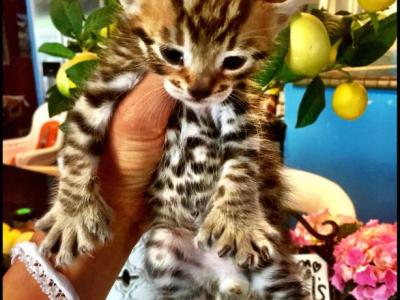 Savannah Lynx Chausie Hybrid Kittens - Savannah - Gallery Photo #1