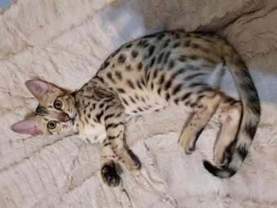 F3  F4  F5  Savannah Kittens - Savannah - Gallery Photo #1