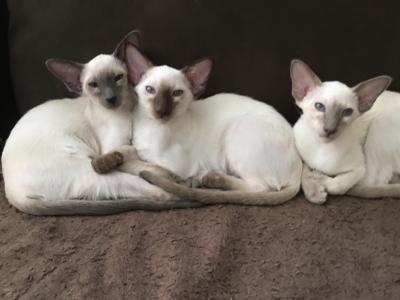 Summer's Kittens - Siamese - Gallery Photo #1