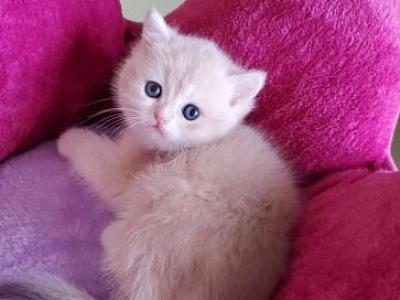 British Shorthair Kittens Lilac Golden - British Shorthair - Gallery Photo #1
