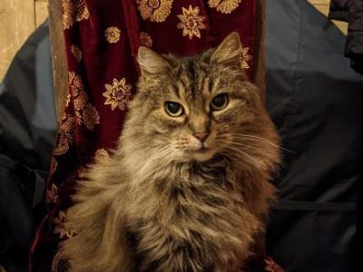 Hope - Maine Coon - Gallery Photo #1
