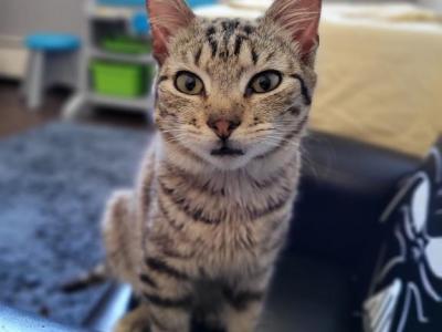 Lion O & Catchra - American Shorthair - Gallery Photo #1