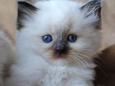 Ragdoll Litter - Ragdoll - Gallery Photo #1
