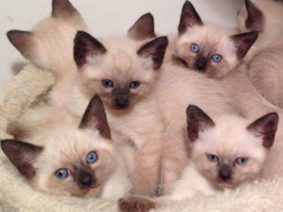 Siamese Litter - Siamese - Gallery Photo #1