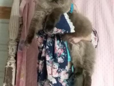 Moose - Himalayan - Gallery Photo #1
