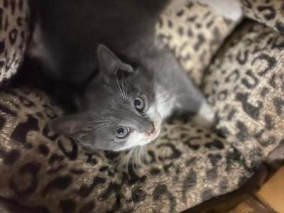 Indie - American Shorthair - Gallery Photo #1