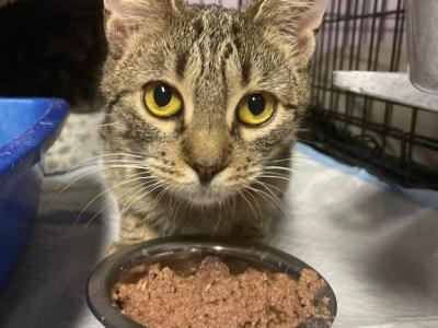 Bella - American Shorthair - Gallery Photo #1