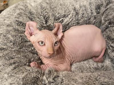 Males Sphynxs Available - Sphynx - Gallery Photo #1