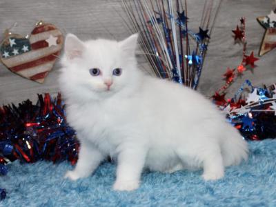 Gorgeous TICA Ragdolls - Ragdoll - Gallery Photo #1