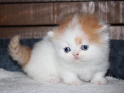 Brody - Munchkin - Gallery Photo #1