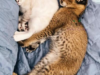 Caravals Serval Caraval Hybrid Savannah F1 - Savannah - Gallery Photo #1