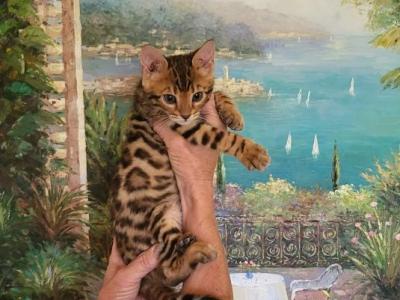 Bengal Gorgeous Kittens - Bengal - Gallery Photo #1