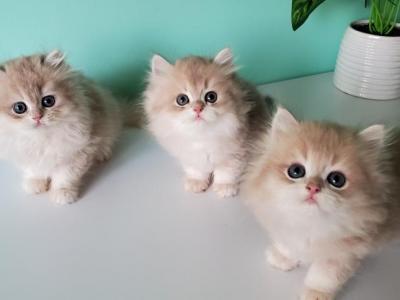 Blue Golden Chinchilla Longhair Show Class Ay12 - British Shorthair - Gallery Photo #1