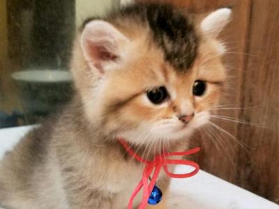 PE BON - British Shorthair - Gallery Photo #1