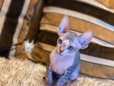 Sphynx Kittens For Sale - Sphynx - Gallery Photo #1