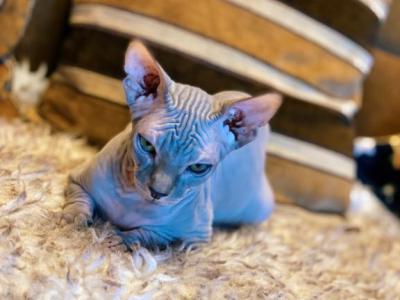 Sphynx Kittens - Sphynx - Gallery Photo #1