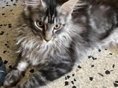 European Purebred Maine Coon Boy DoDo Dawon - Maine Coon - Gallery Photo #1