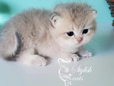 Blue Golden Shaded - British Shorthair - Gallery Photo #1