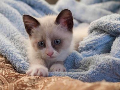 Snowshoe Litter - Snowshoe - Gallery Photo #1