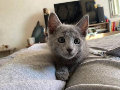 Russian Blue DH Ido - Russian Blue - Gallery Photo #1