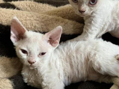 Pandora - Devon Rex - Gallery Photo #1