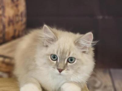 Blue Mink Lynx Boy - Ragdoll - Gallery Photo #1