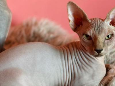 Canadian Sphynxs - Sphynx - Gallery Photo #1