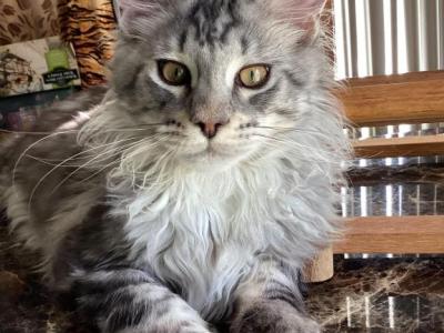 Darcy Blue Silver Boy - Maine Coon - Gallery Photo #1