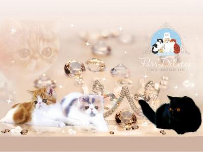 Exotic Shorthair Longhair Litter - Exotic - Gallery Photo #1