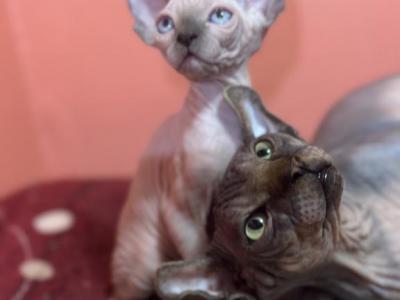 Canadian And Elf Sphynxs - Sphynx - Gallery Photo #1