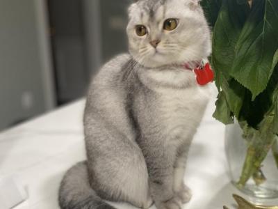 Julie - Scottish Fold - Gallery Photo #1