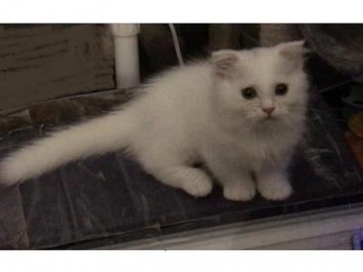 Flynn Kilt Half Off Now - Minuet - Gallery Photo #1