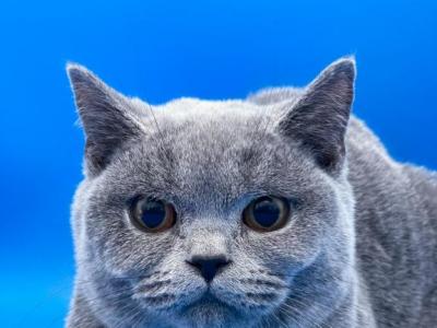 Black Collar D2 - British Shorthair - Gallery Photo #1